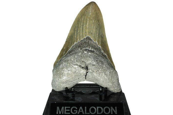 Serrated, Fossil Megalodon Tooth - North Carolina #311701